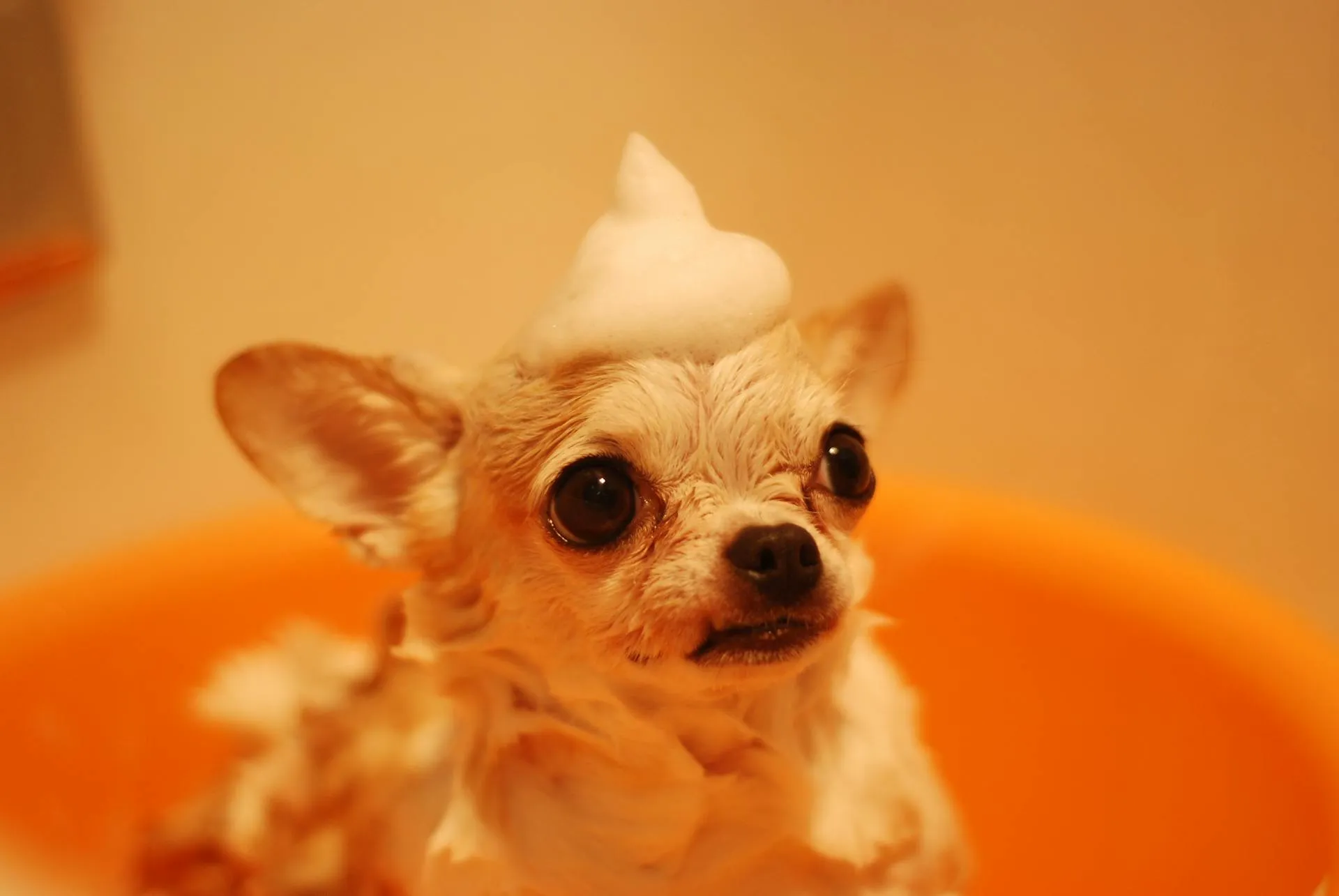 Summer Grooming Tips for Dogs