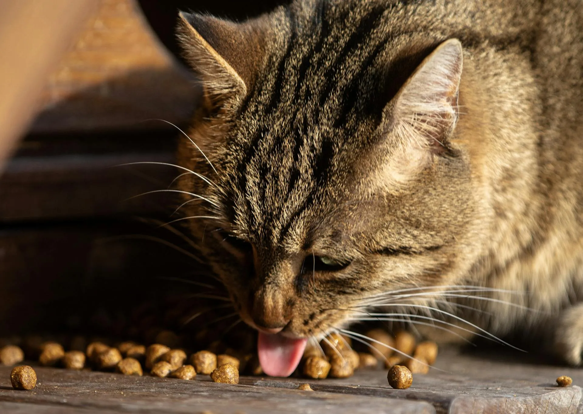 Choosing the Right Food for Your Cat