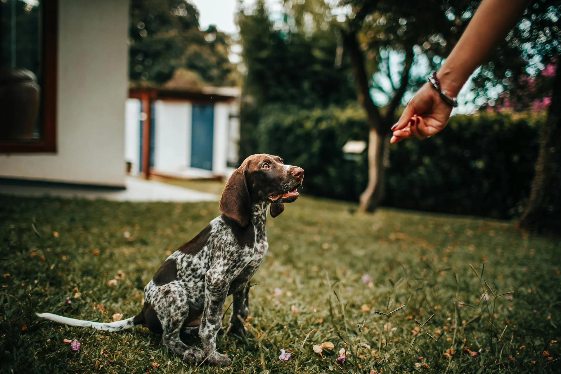 Essential Commands Every Dog Should Know